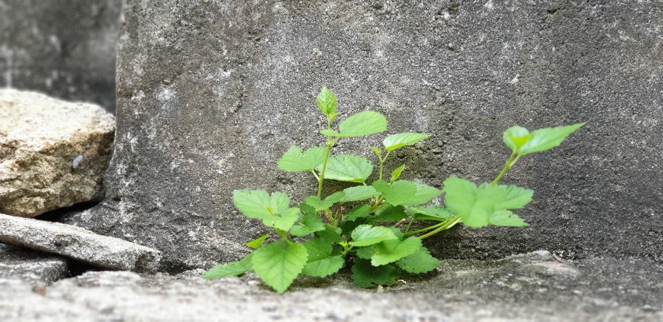 일반부 장려상 윤범석(24, 옥천읍 죽향리)씨의 '콘크리트 속 생명'. 콘크리트를 뚫고 자란 식물에서 강인한 생명력을 느낄 수 있다.