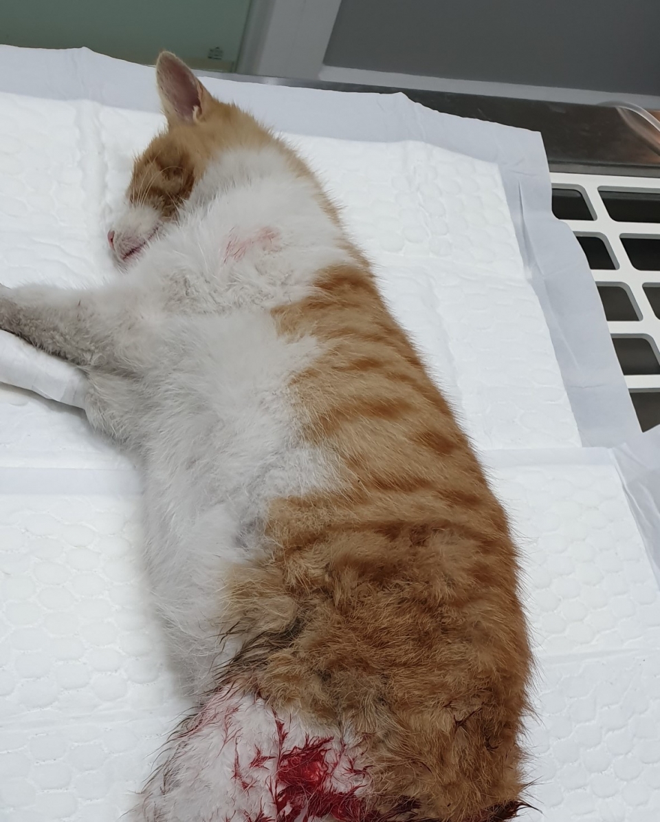 △23번. 1월10일 옥천교육지원청 주차장에서 발견된 고양이(암컷, 3.5kg, 1년)