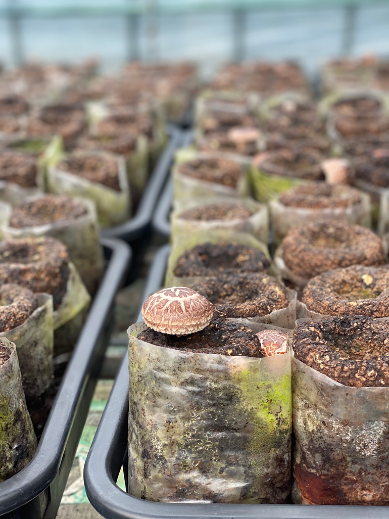 진용대씨가 재배하는 표고버섯의 모습.