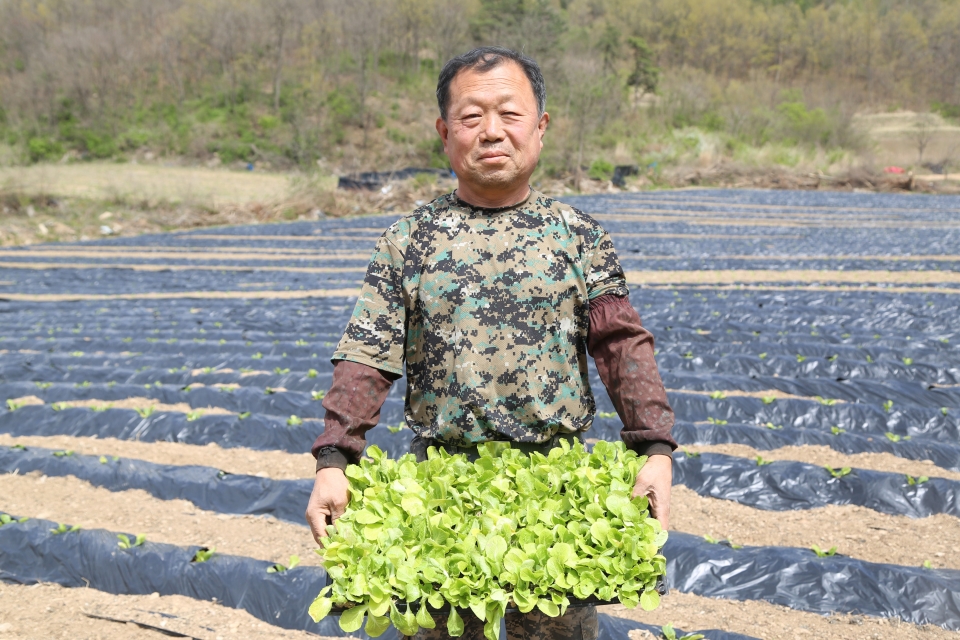 금강배추수출작목반 김인하 반장이 청성면에 위치한 자신의 밭에서 배추 묘목을 들고 있다.