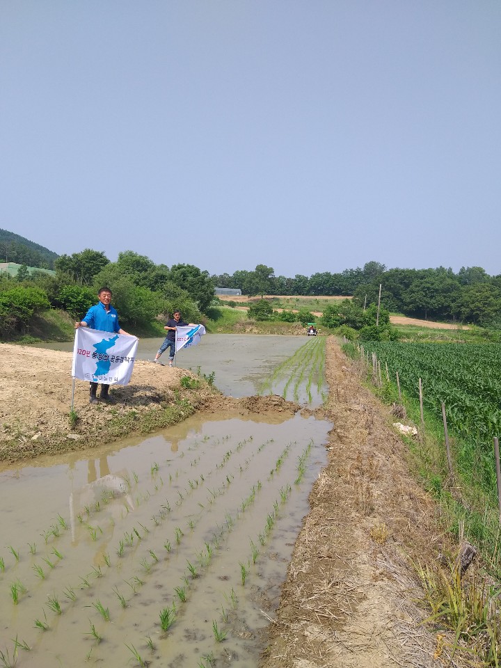 청산면 판수리에 농지를 얻은 옥천군농민회는 6일 통일쌀 모내기 행사를 가졌다.