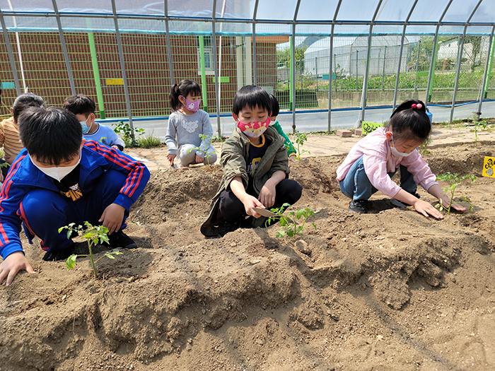 안내초등학교 학생들이 텃발 '맛땅'에 모종을 심고 있다.
