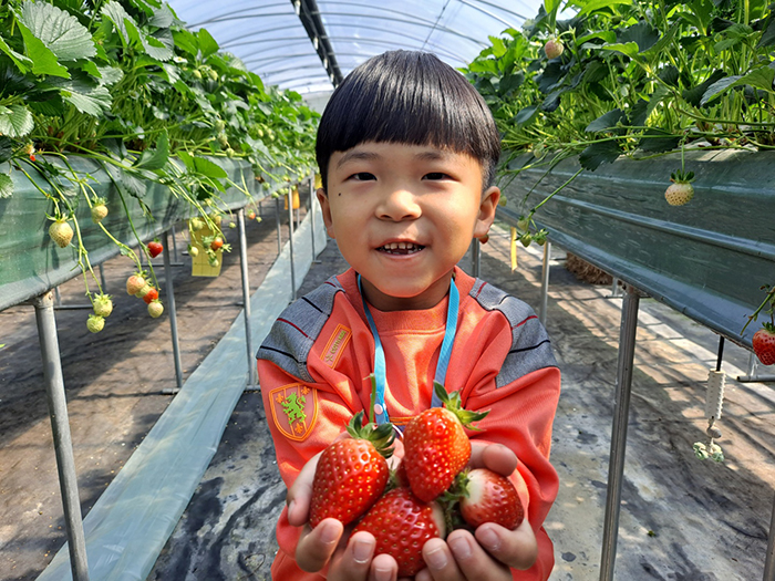 안내초등학교병설유치원 유아가 수확한 딸기를 선보이고 있다.