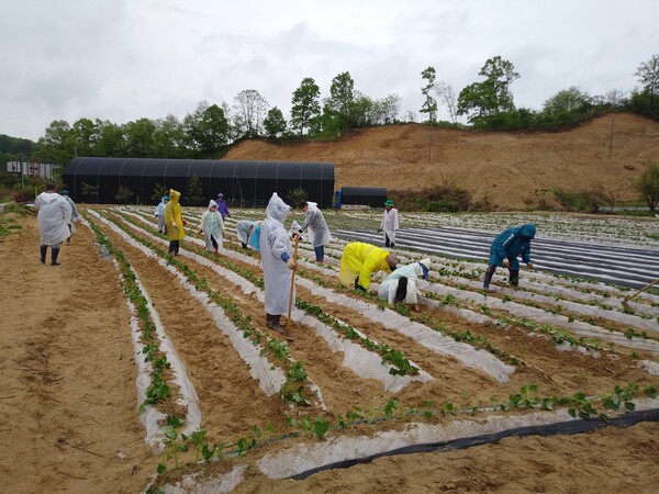 지난 4월29일 옥천읍 새마을회 회원들이 장야리 공동농장에 모여 고구마를 심고있다.