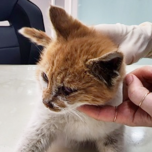 △85번 2월23일 옥천읍 어린이공원에서 발견된 한국 고양이(암컷)