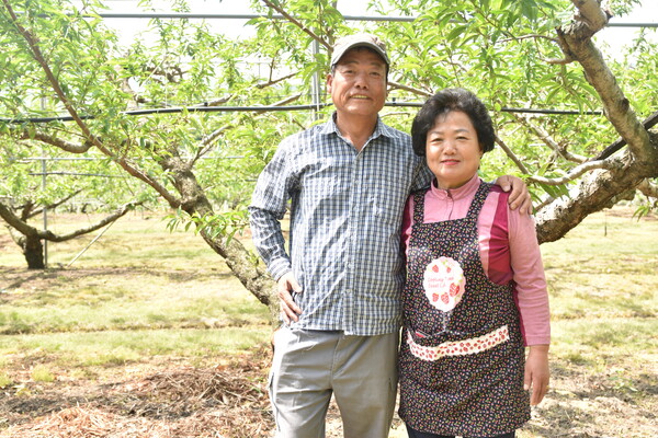 읍 서대1리에서 20여년 넘게 복숭아 농사를 짓고 있는 (왼쪽부터) 김흥식, 천도순 부부. 