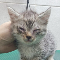 △206번 5월3일 옥천읍 매화리에서 발견된 한국고양이(수컷)