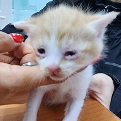△223번 5월16일 옥천읍 매화리에서 발견된 한국고양이(수컷)