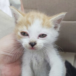 △234번 5월18일 옥천읍 가화리에서 발견된 한국고양이(암컷) 