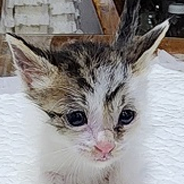 △288번 5월30일 옥천읍에서 발견된 한국고양이(수컷)
