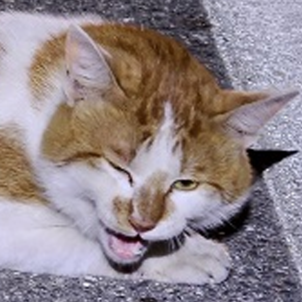△304번 6월1일 동이면에서 발견된 한국고양이(수컷)