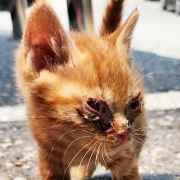 △321번 6월16일 성모병원 부근에서 발견된 한국고양이(수컷)