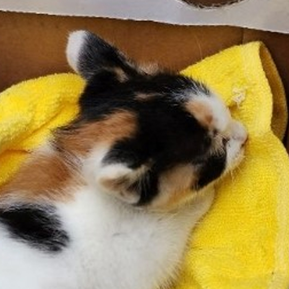 △327번 6월21일 옥천읍에서 발견된 한국고양이(암컷)