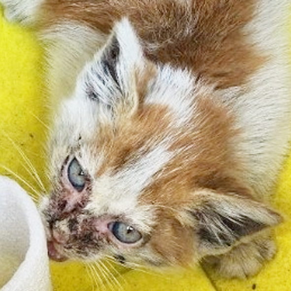 △328번 6월23일 옥천읍에서 발견된 한국고양이(암컷)