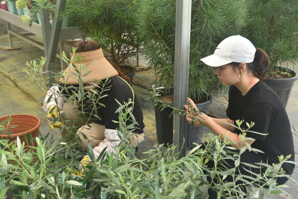 정채영 학생이 광일농원 직원에게 올리브나무 스탠더드형을 만드는 방법을 듣고 있다.
