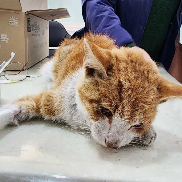 536번 11월15일 옥천읍 응천리에서 발견된 한국고양이/수컷