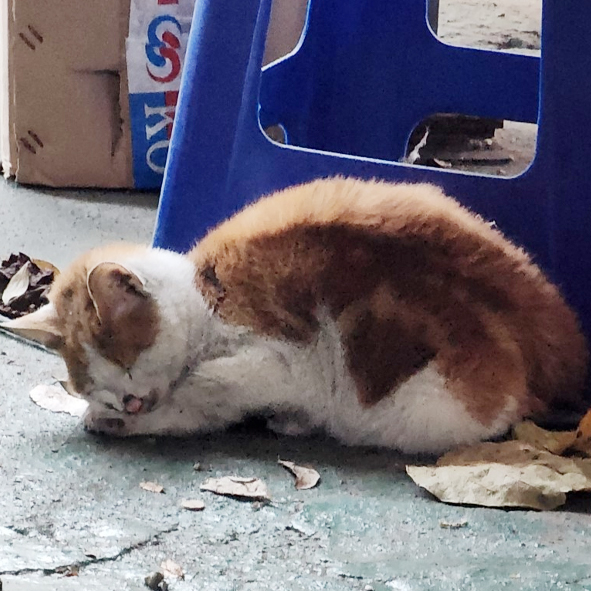 541번 11월24일 옥천읍에서 발견된 한국고양이/수컷