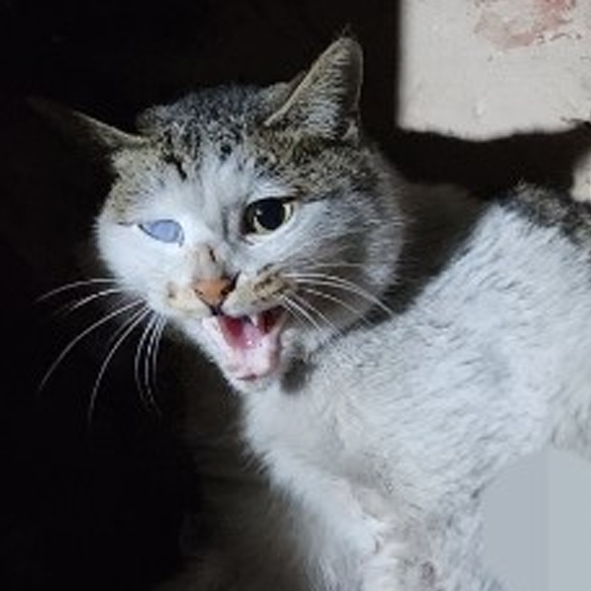 552번 11월25일 옥천읍 구일리에서 발견된 한국고양이/수컷