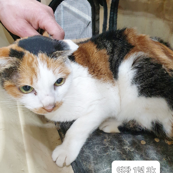 038번 1월31일 문정주공에서 발견된 한국고양이/암컷
