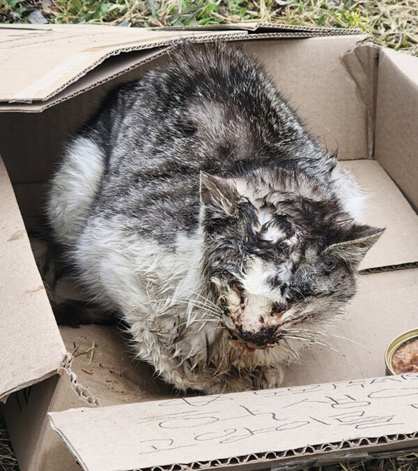 110번 3월25일 옥천읍에서 발견된 한국고양이/수컷